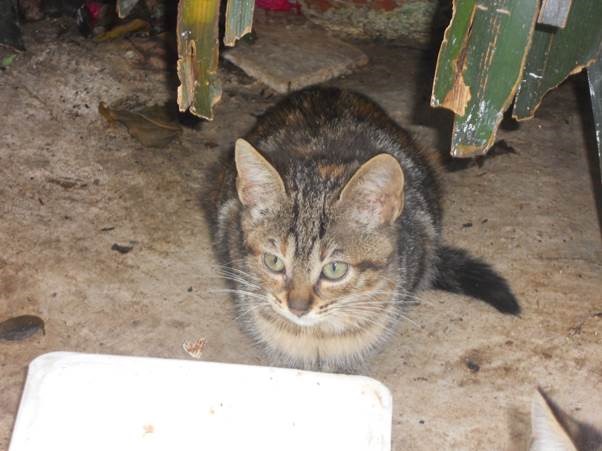 clip_image020